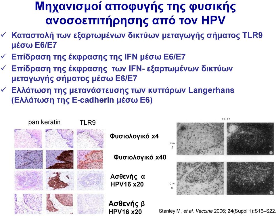 σήματος μέσω E6/E7 Ελλάτωση της μετανάστευσης των κυττάρων Langerhans (Ελλάτωση της E-cadherin μέσω E6) pan keratin