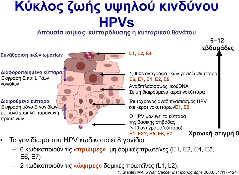 γονιδίωμα του HPV κωδικοποιεί 8 γονίδια: Ταυτόχρονος αναδιπλασιασμός HPV και κερατινοκυττάρωνe1, E2 Ο HPV μολύνει τα κύτταρα της βασικής στιβάδας (<10 αντίγραφα/κύτταρο) E1, E2?