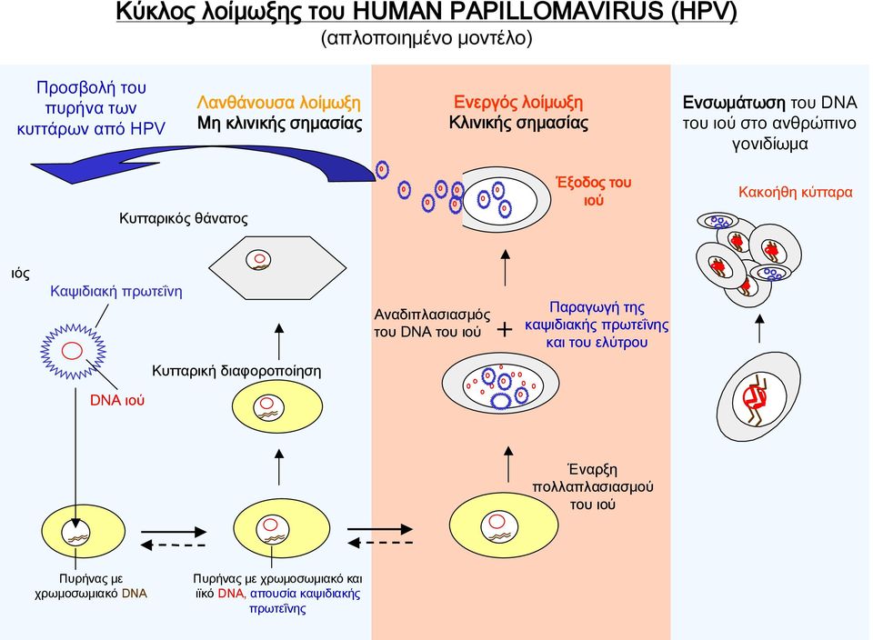 Κακοήθη κύτταρα ιός Καψιδιακή πρωτεΐνη Αναδιπλασιασμός του DNA του ιού + Παραγωγή της καψιδιακής πρωτεΐνης και του ελύτρου Κυτταρική