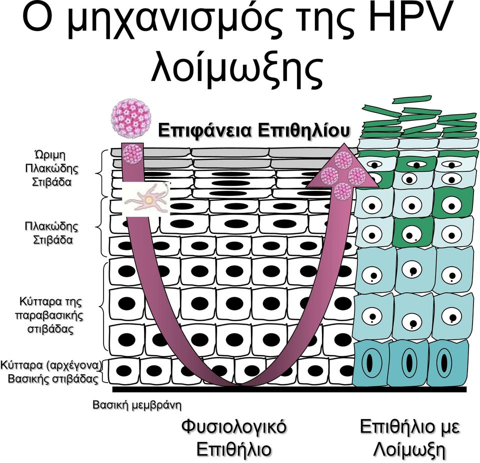 .. Κύτταρα (αρχέγονα) Βασικής στιβάδας Βασική μεμβράνη Φυσιολογικό