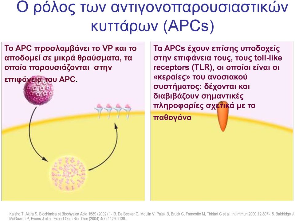 Τα APCs έχουν επίσης υποδοχείς στην επιφάνεια τους, τους toll-like receptors (TLR), οι οποίοι είναι οι «κεραίες» του ανοσιακού συστήματος: δέχονται και