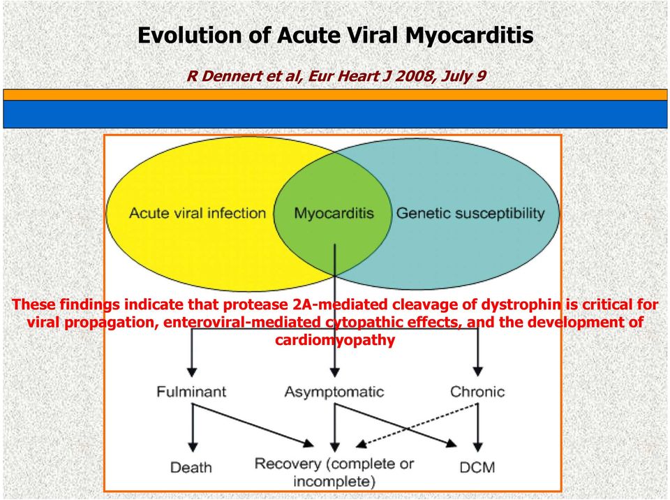 cleavage of dystrophin is critical for viral propagation,