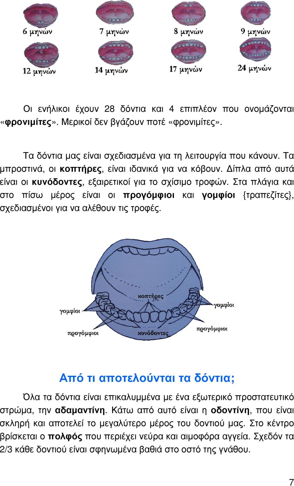 Στα πλάγια και στο πίσω µέρος είναι οι προγόµφιοι και γοµφίοι {τραπεζίτες}, σχεδιασµένοι για να αλέθουν τις τροφές.