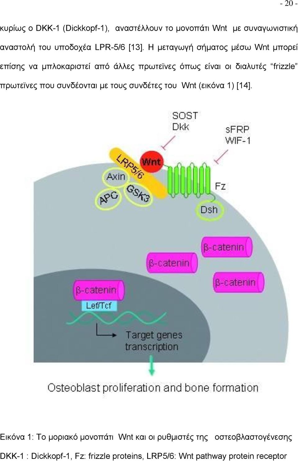 frizzle πρωτεϊνες που συνδέονται με τους συνδέτες του Wnt (εικόνα 1) [14].