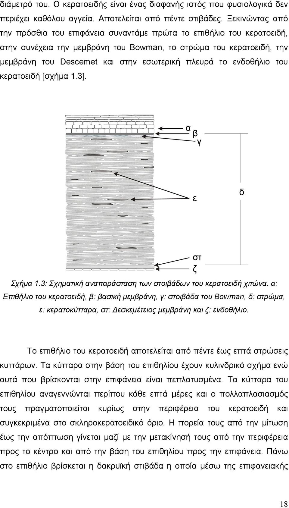 πλευρά το ενδοθήλιο του κερατοειδή [σχήμα 1.3]. α βγ ε δ Σχήμα 1.3: Σχηματική αναπαράσταση των στοιβάδων του κερατοειδή χιτώνα.