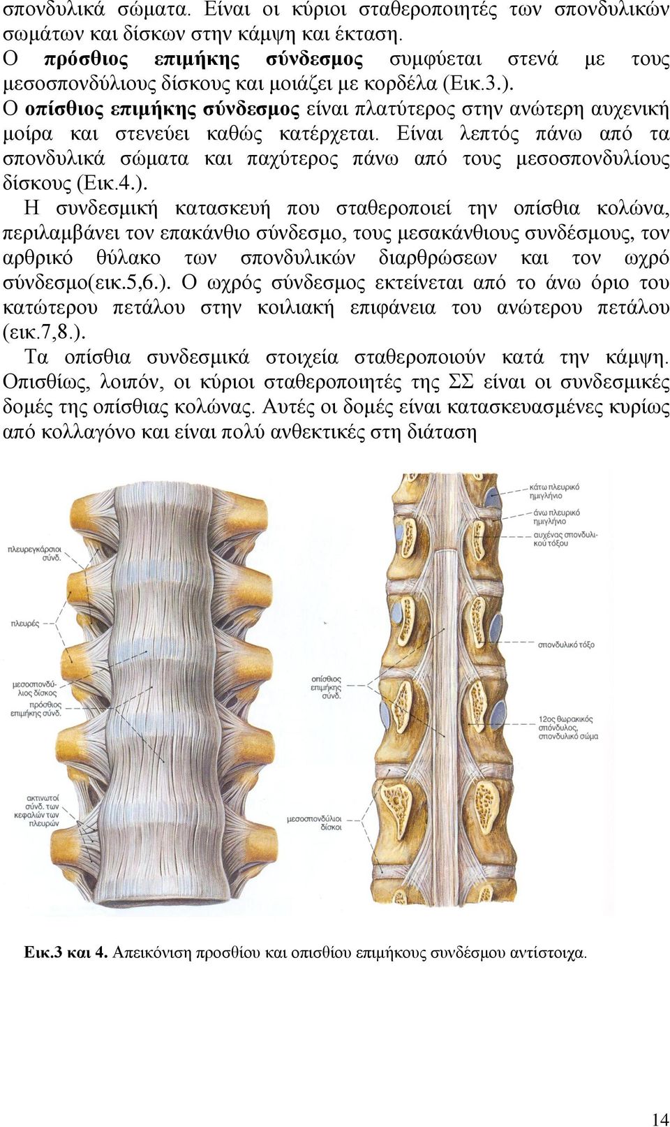 Ο νπίζζηνο επηκήθεο ζύλδεζκνο είλαη πιαηχηεξνο ζηελ αλψηεξε απρεληθή κνίξα θαη ζηελεχεη θαζψο θαηέξρεηαη.