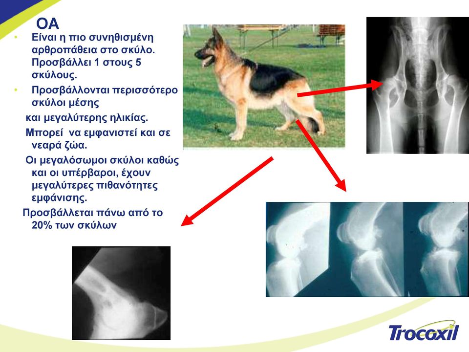 Πξνζβάιινληαη πεξηζζόηεξν ζθύινη κέζεο θαη κεγαιύηεξεο ειηθίαο.