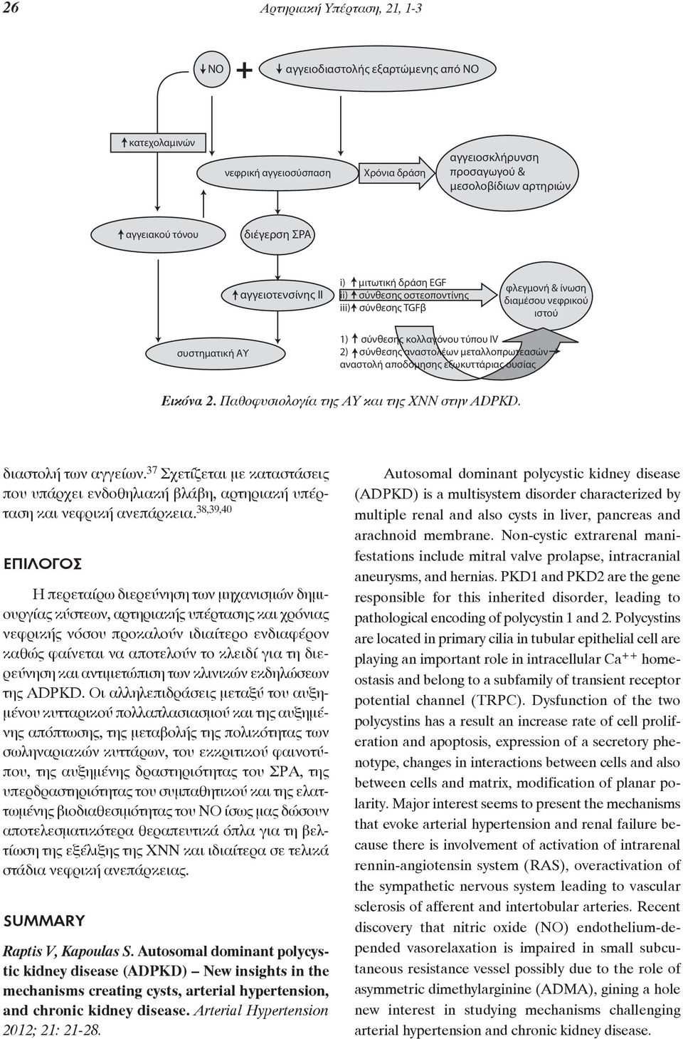 μεταλλοπρωτεασών αναστολή αποδόμησης εξωκυττάριας ουσίας Εικόνα 2. Παθοφυσιολογία της ΑΥ και της ΧΝΝ στην ADPKD. διαστολή των αγ γείων.