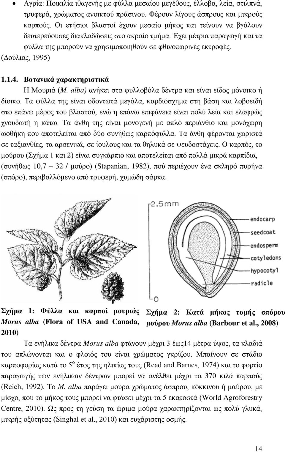 (Δούλιας, 1995) 1.1.4. Βοτανικά χαρακτηριστικά Η Μουριά (M. alba) ανήκει στα φυλλοβόλα δέντρα και είναι είδος μόνοικο ή δίοικο.