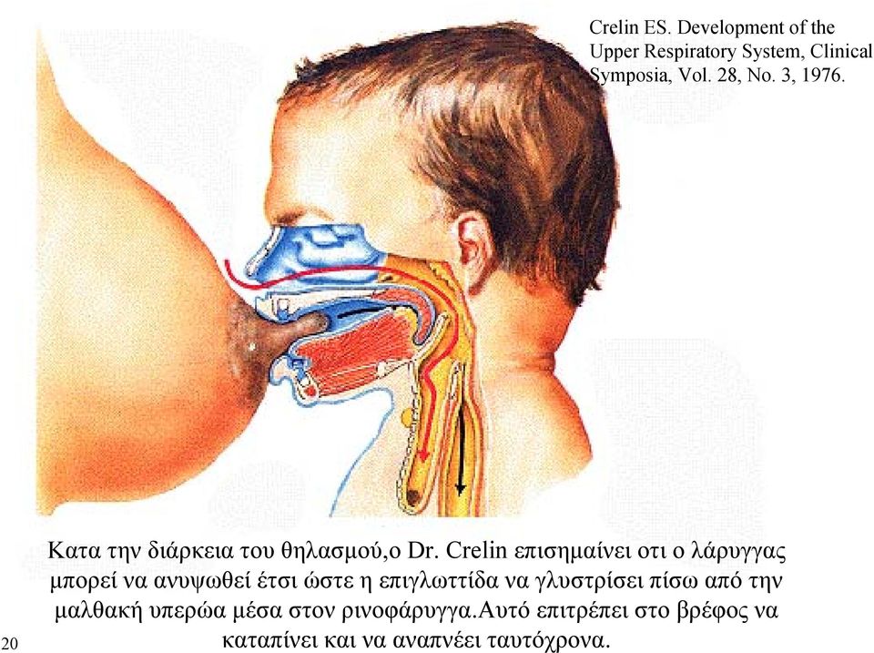 Crelin επισημαίνει οτι ο λάρυγγας μπορεί να ανυψωθεί έτσι ώστε η επιγλωττίδα να