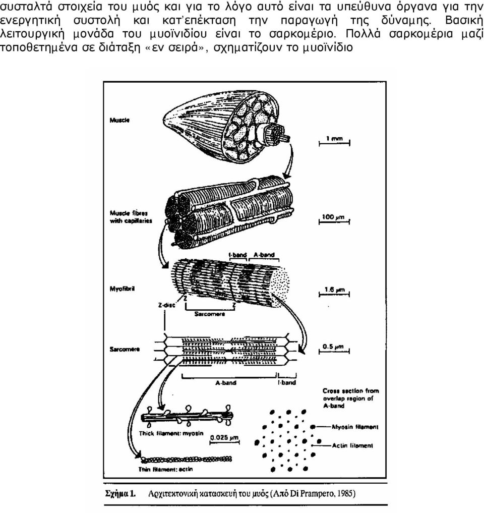 δύναµης. Βασική λειτουργική µονάδα του µυοϊνιδίου είναι το σαρκοµέριο.