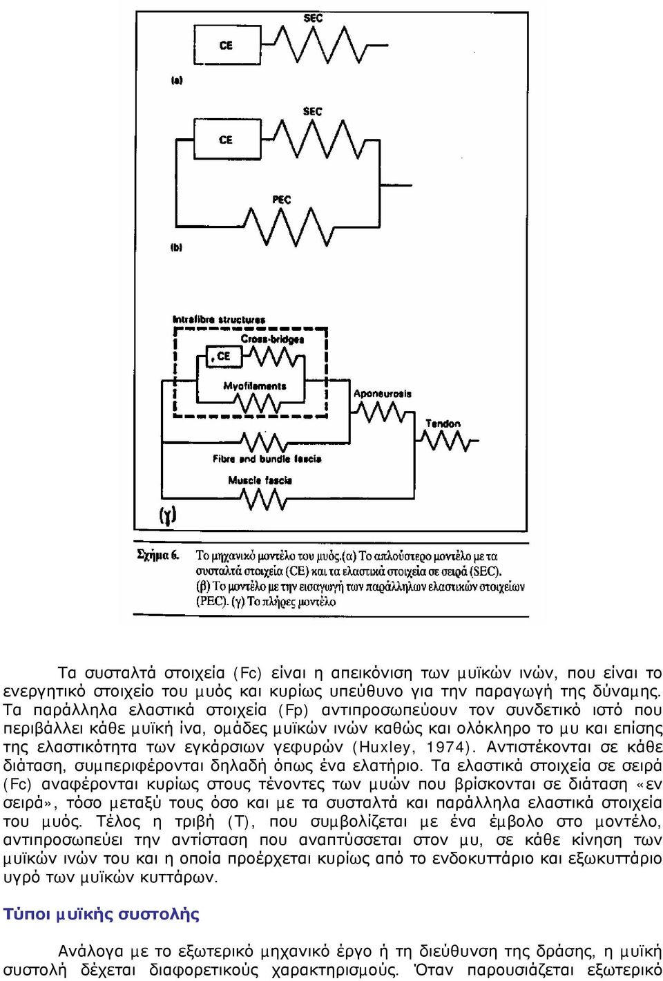 (Huxley, 1974). Αντιστέκονται σε κάθε διάταση, συµπεριφέρονται δηλαδή όπως ένα ελατήριο.