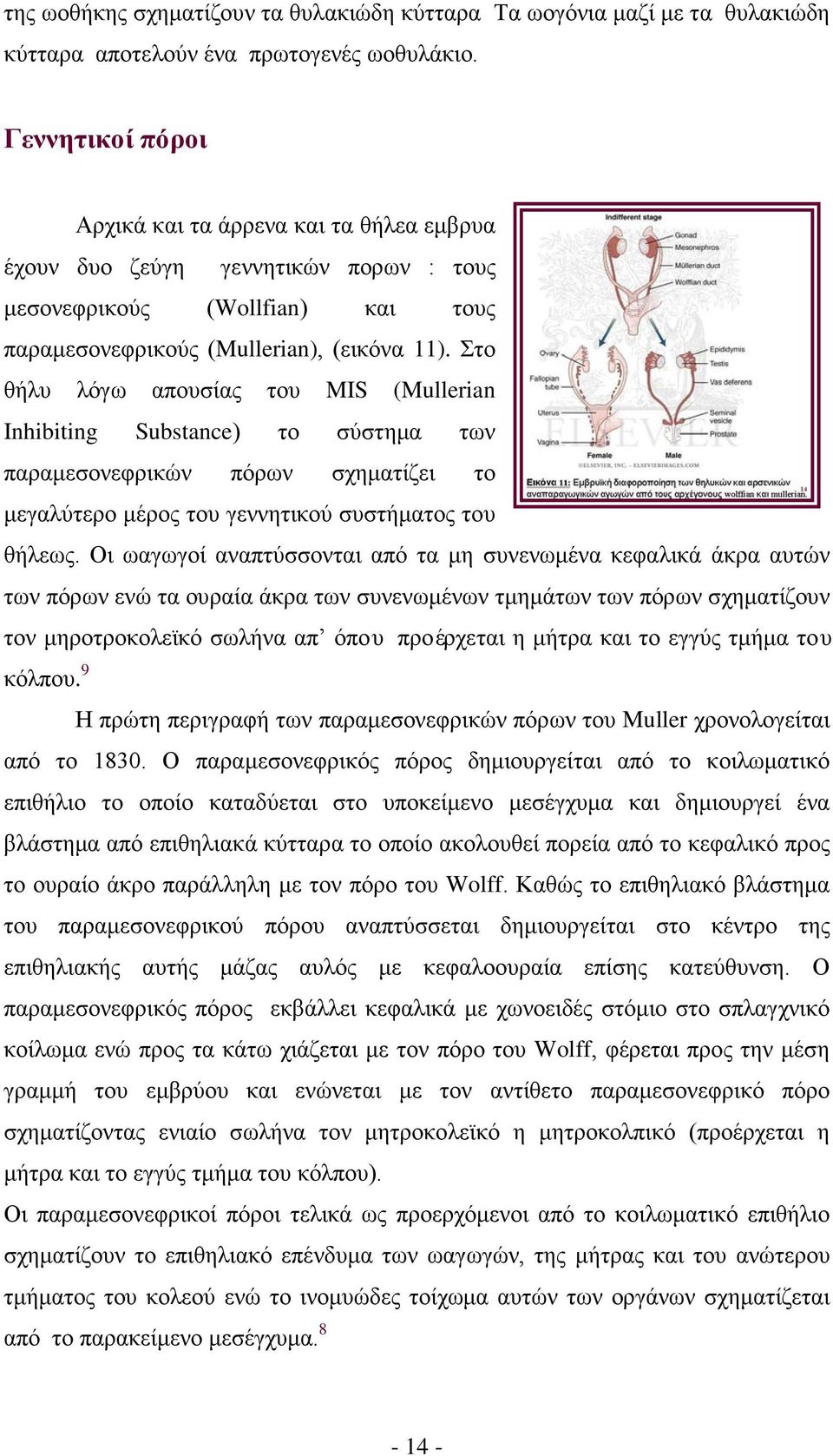 Στο θήλυ λόγω απουσίας του MIS (Mullerian Inhibiting Substance) το σύστημα των παραμεσονεφρικών πόρων σχηματίζει το μεγαλύτερο μέρος του γεννητικού συστήματος του θήλεως.