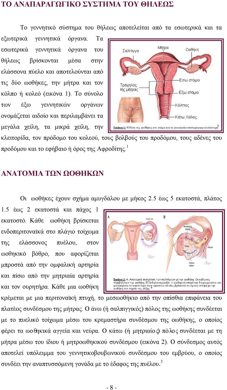 Το σύνολο των έξω γεννητικών οργάνων ονομάζεται αιδοίο και περιλαμβάνει τα μεγάλα χείλη, τα μικρά χείλη, την κλειτορίδα, τον πρόδομο του κολεού, τους βολβούς του προδόμου, τους αδένες του προδόμου