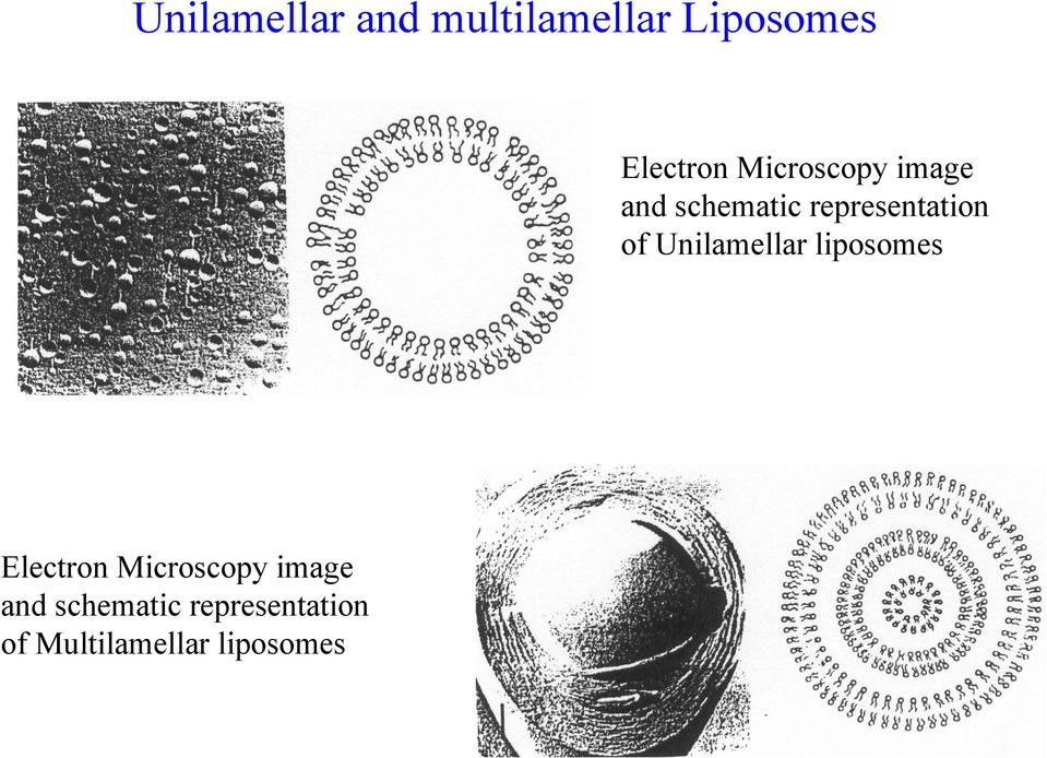 Unilamellar liposomes Electron  Multilamellar