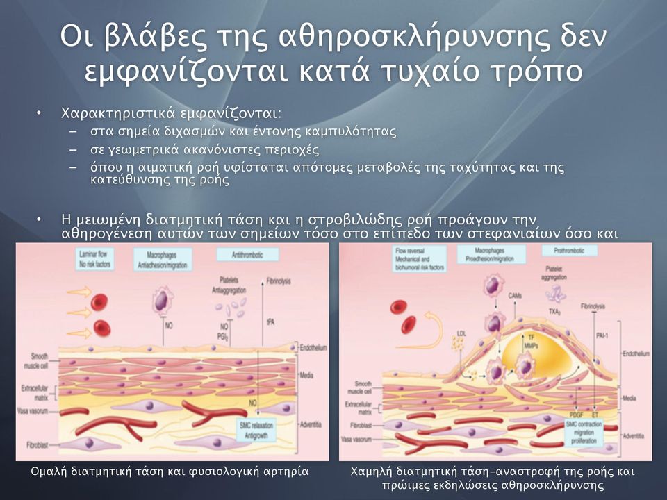 της ροής Η μειωμένη διατμητική τάση και η στροβιλώδης ροή προάγουν την αθηρογένεση αυτών των σημείων τόσο στο επίπεδο των