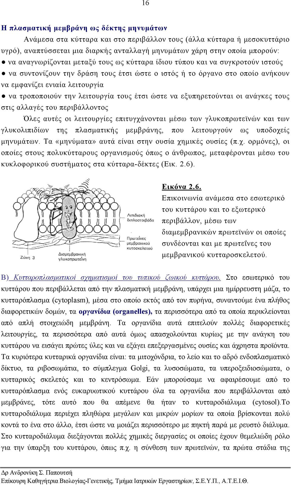 την λειτουργία τους έτσι ώστε να εξυπηρετούνται οι ανάγκες τους στις αλλαγές του περιβάλλοντος Όλες αυτές οι λειτουργίες επιτυγχάνονται μέσω των γλυκοπρωτεϊνών και των γλυκολιπιδίων της πλασματικής