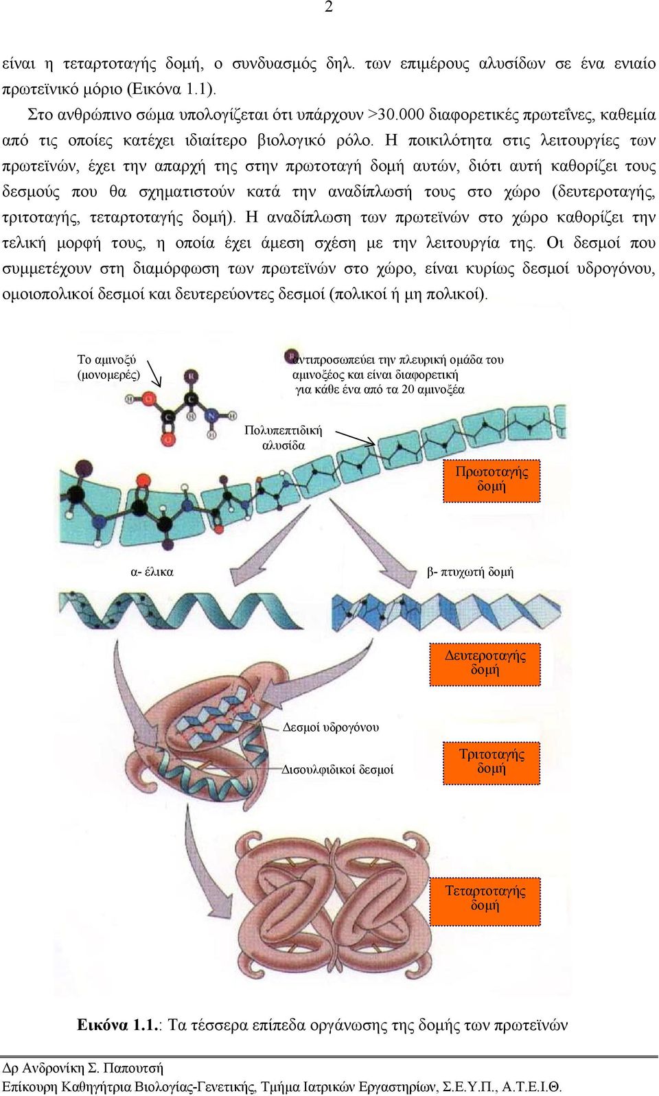 Η ποικιλότητα στις λειτουργίες των πρωτεϊνών, έχει την απαρχή της στην πρωτοταγή δομή αυτών, διότι αυτή καθορίζει τους δεσμούς που θα σχηματιστούν κατά την αναδίπλωσή τους στο χώρο (δευτεροταγής,