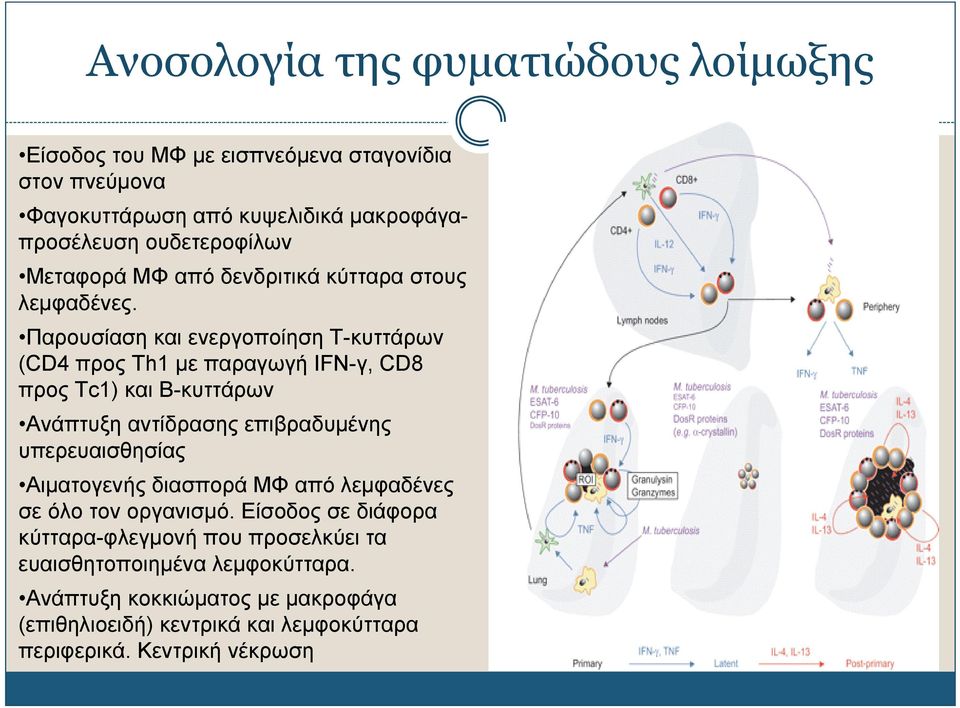 Παρουσίαση και ενεργοποίηση Τ-κυττάρων (CD4 προς Th1 με παραγωγή IFN-γ, CD8 προς Τc1) και Β-κυττάρων Ανάπτυξη αντίδρασης επιβραδυμένης υπερευαισθησίας