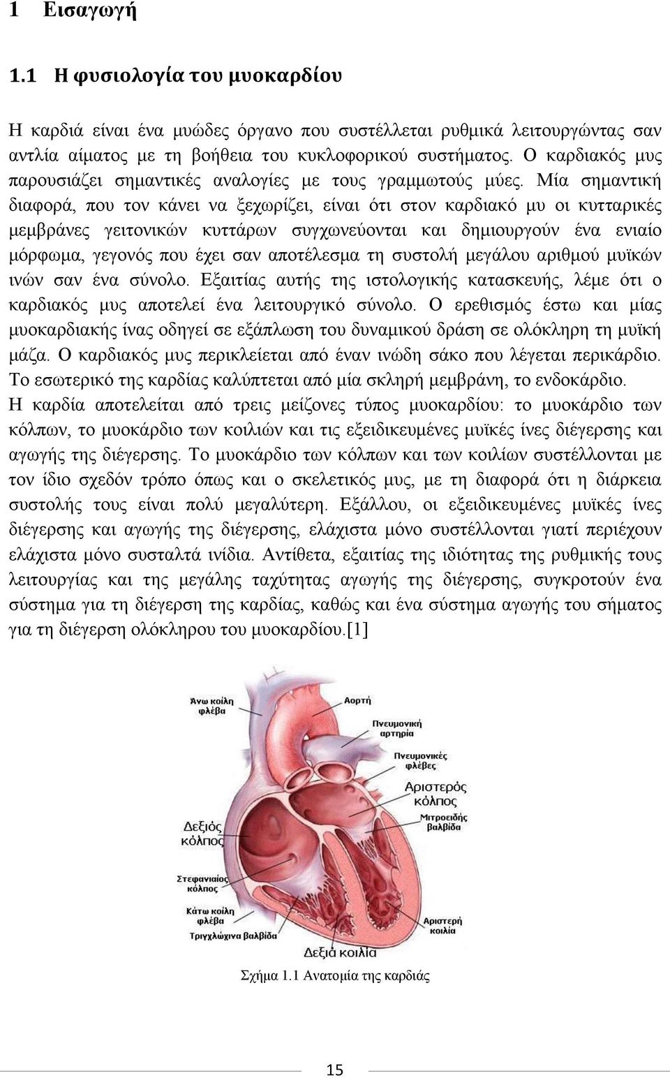 Μία ζεκαληηθή δηαθνξά, πνπ ηνλ θάλεη λα μερσξίδεη, είλαη φηη ζηνλ θαξδηαθφ κπ νη θπηηαξηθέο κεκβξάλεο γεηηνληθψλ θπηηάξσλ ζπγρσλεχνληαη θαη δεκηνπξγνχλ έλα εληαίν κφξθσκα, γεγνλφο πνπ έρεη ζαλ