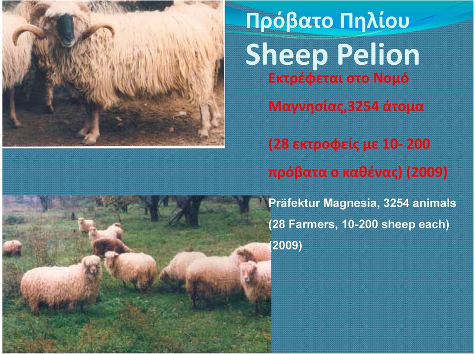200 πρόβατα ο καθένας) (2009) Präfektur
