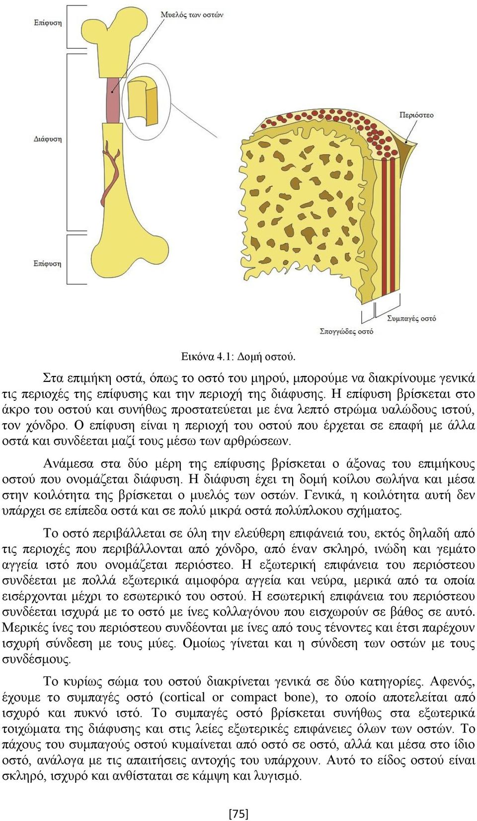 Ο επίφυση είναι η περιοχή του οστού που έρχεται σε επαφή με άλλα οστά και συνδέεται μαζί τους μέσω των αρθρώσεων.