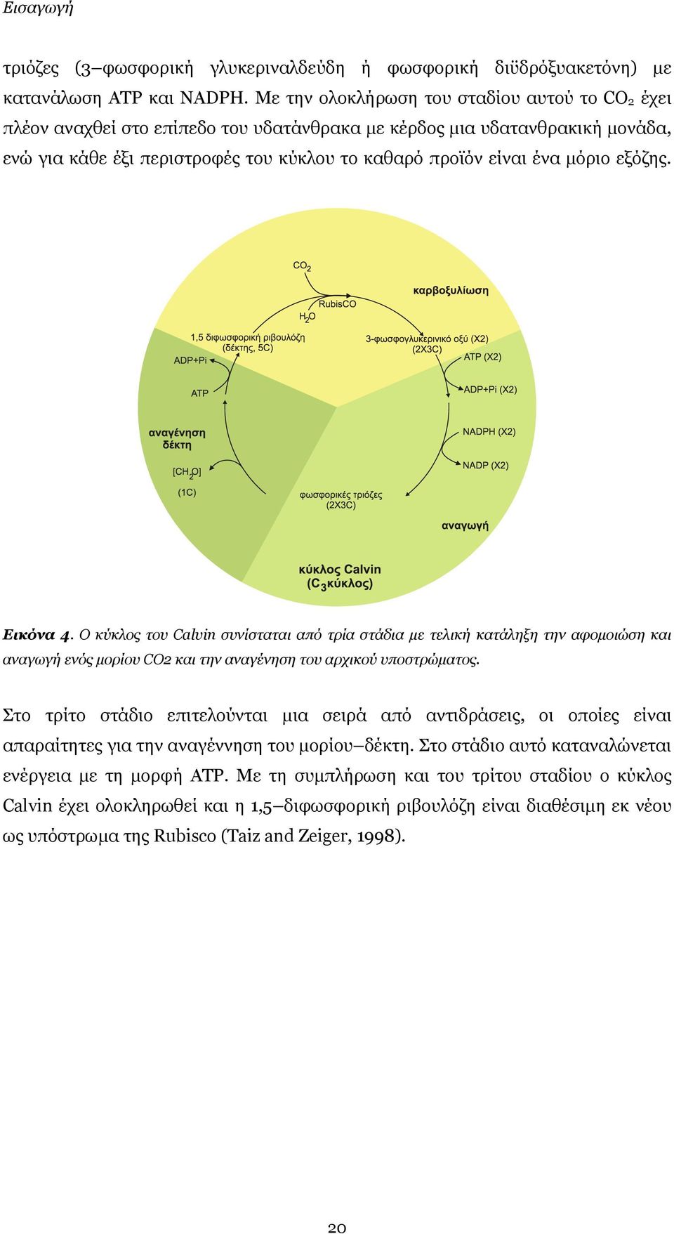 εξόζης. Εικόνα 4. Ο κύκλος του Calvin συνίσταται από τρία στάδια µε τελική κατάληξη την αφοµοιώση και αναγωγή ενός µορίου CO2 και την αναγένηση του αρχικού υποστρώµατος.