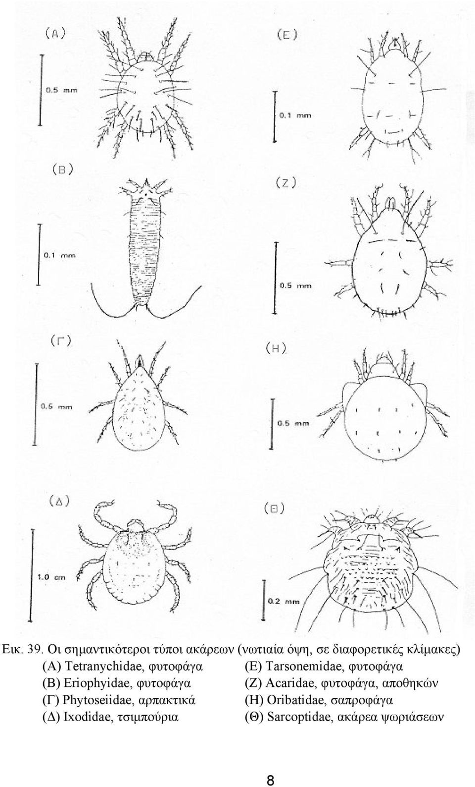 Tetranychidae, φυτοφάγα (Ε) Tarsonemidae, φυτοφάγα (Β) Eriophyidae, φυτοφάγα