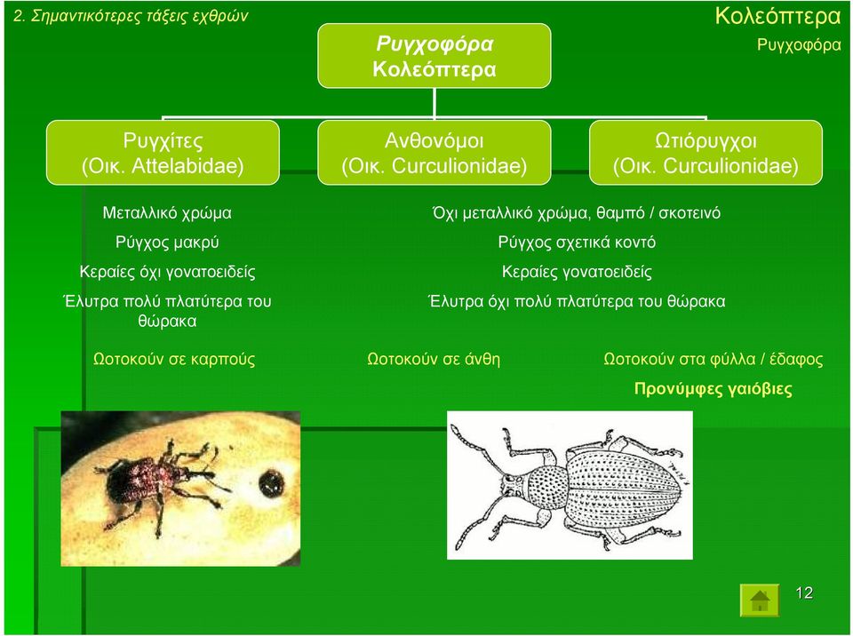 Curculionidae) Μεταλλικό χρώµα Ρύγχος µακρύ Κεραίες όχι γονατοειδείς Έλυτρα πολύ πλατύτερα του θώρακα Όχι