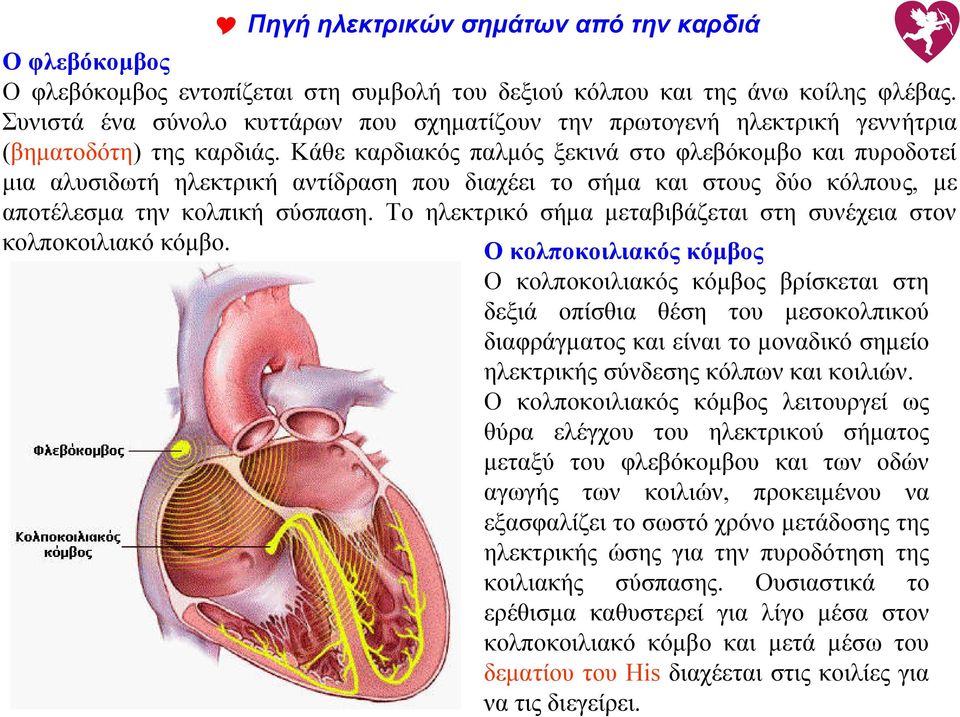 Κάθε καρδιακός παλμός ξεκινά στο φλεβόκομβο και πυροδοτεί μια αλυσιδωτή ηλεκτρική αντίδραση που διαχέει το σήμα και στους δύο κόλπους, με αποτέλεσμα την κολπική σύσπαση.