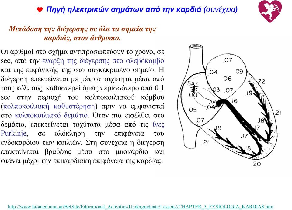 Η διέγερση επεκτείνεται με μέτρια ταχύτητα μέσα από τους κόλπους, καθυστερεί όμως περισσότερο από 0,1 sec στην περιοχή του κολποκοιλιακού κόμβου (κολποκοιλιακή καθυστέρηση) πριν να εμφανιστεί στο