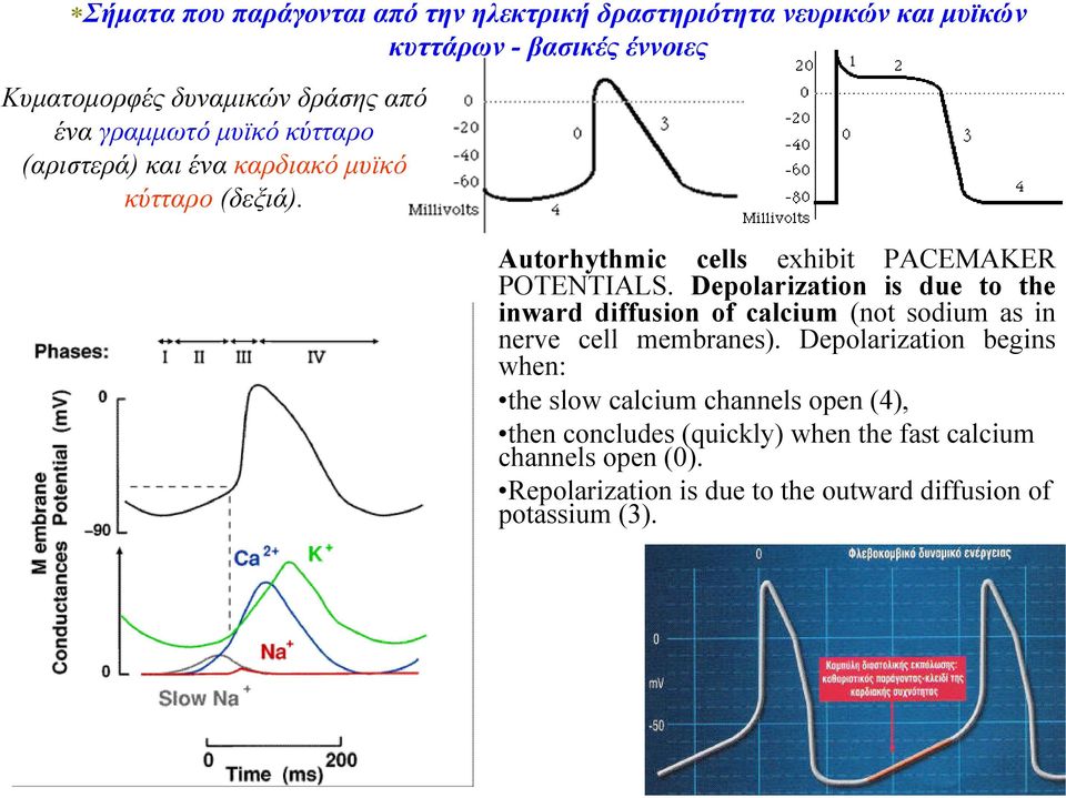 Depolarization is due to the inward diffusion of calcium (not sodium as in nerve cell membranes).