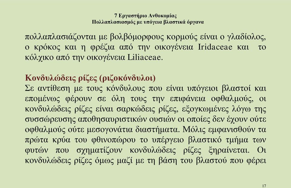 ρίζες είναι σαρκώδεις ρίζες, εξογκωμένες λόγω της συσσώρευσης αποθησαυριστικών ουσιών οι οποίες δεν έχουν ούτε οφθαλμούς ούτε μεσογονάτια διαστήματα.