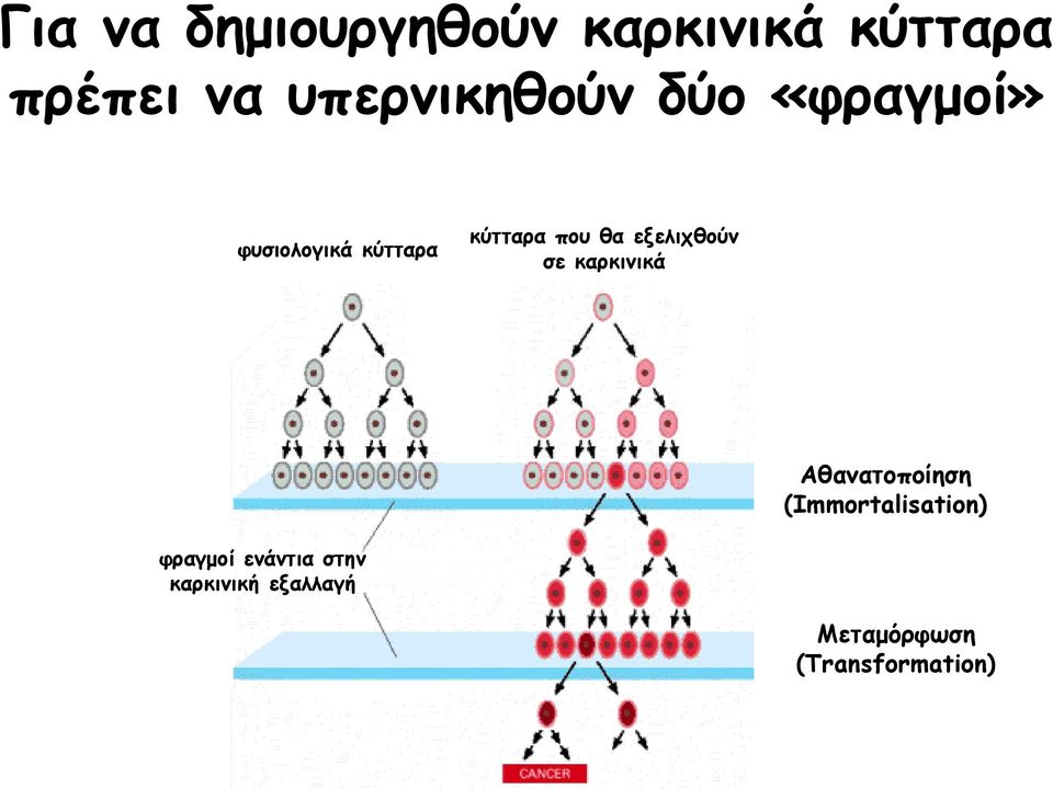 θα εξελιχθούν σε καρκινικά Αθανατοποίηση (Immortalisation)