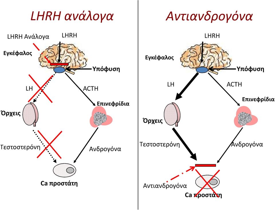 ACTH LH ACTH Όρχεις Επινεφρίδια Όρχεις