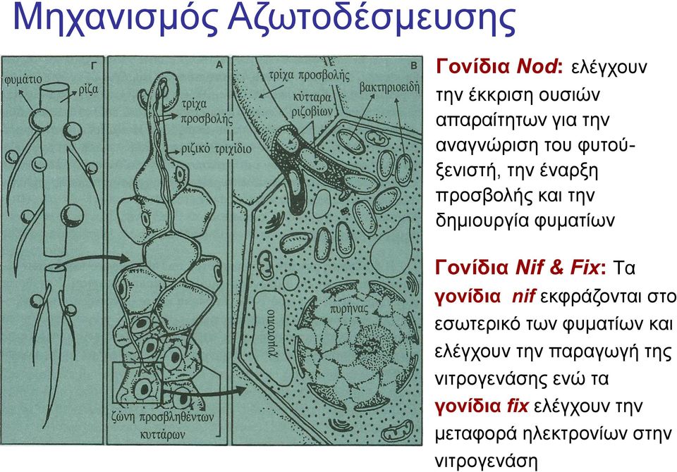 Nif & Fix: Tα γονίδια nif εκφράζονται στο εσωτερικό των φυματίων και ελέγχουν την