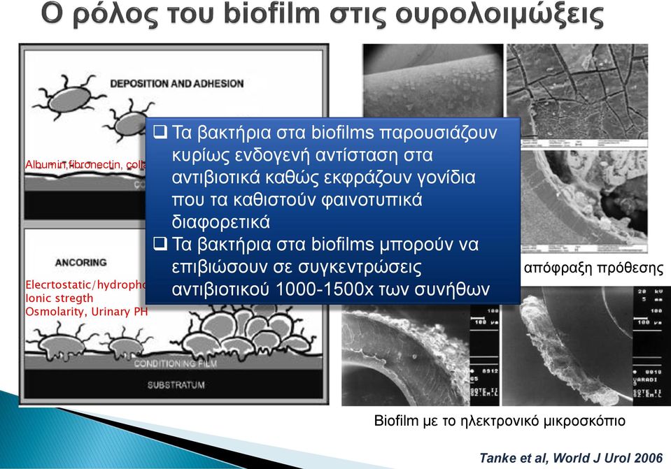 φαινοτυπικά διαφορετικά Τα βακτήρια στα biofilms μπορούν να επιβιώσουν σε συγκεντρώσεις αντιβιοτικού 1000-1500x