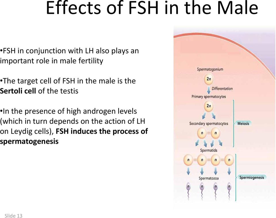 the testis In the presence of high androgen levels (which in turn depends on the