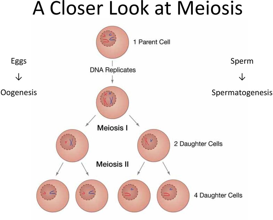 Oogenesis Sperm