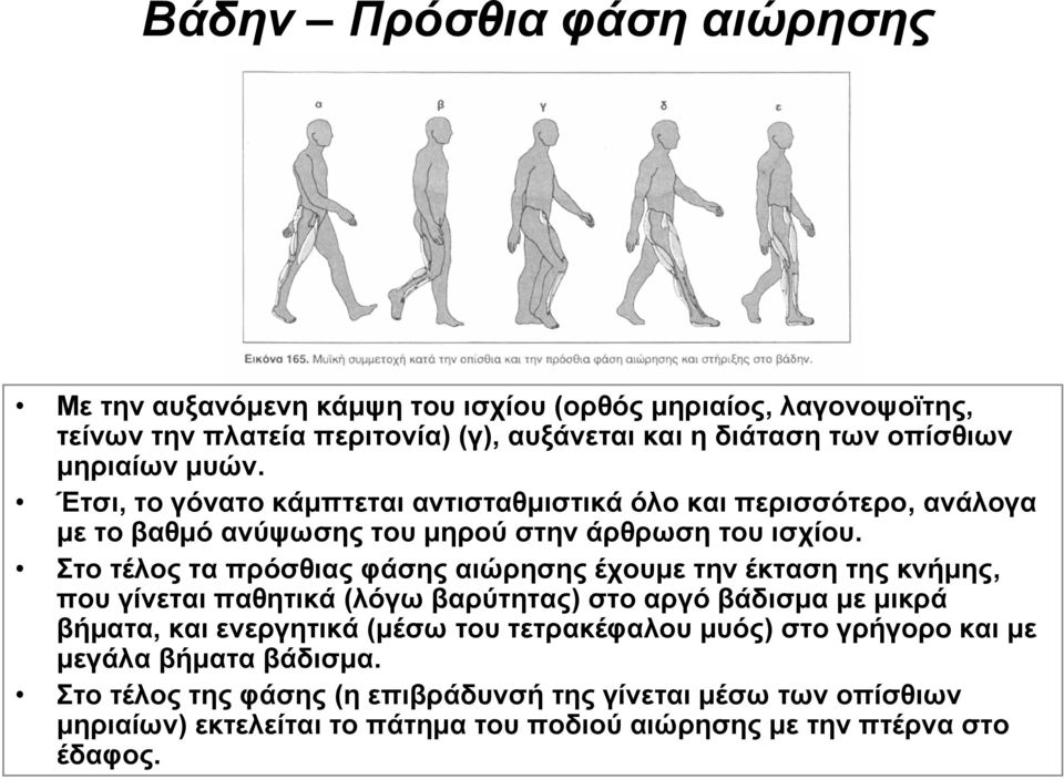 Στο τέλος τα πρόσθιας φάσης αιώρησης έχουμε την έκταση της κνήμης, που γίνεται παθητικά (λόγω βαρύτητας) στο αργό βάδισμα με μικρά βήματα, και ενεργητικά