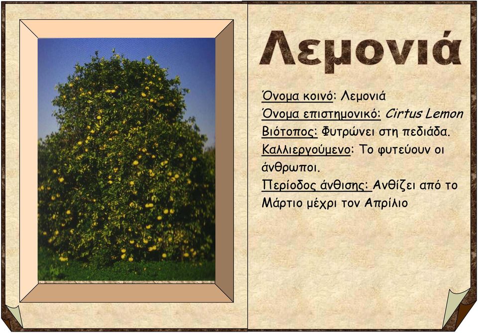 Καλλιεργούμενο: Το φυτεύουν οι άνθρωποι.