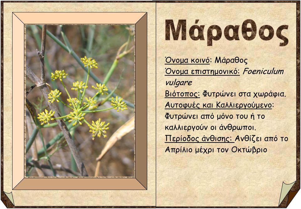 Αυτοφυές και Καλλιεργούμενο: Φυτρώνει από μόνο του ή το