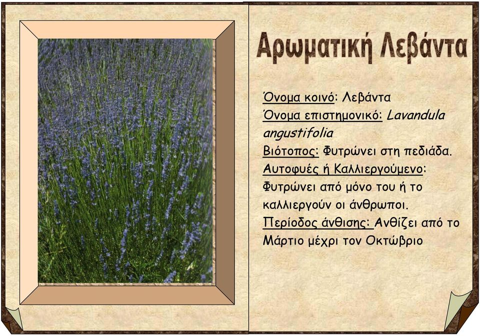 Αυτοφυές ή Καλλιεργούμενο: Φυτρώνει από μόνο του ή το