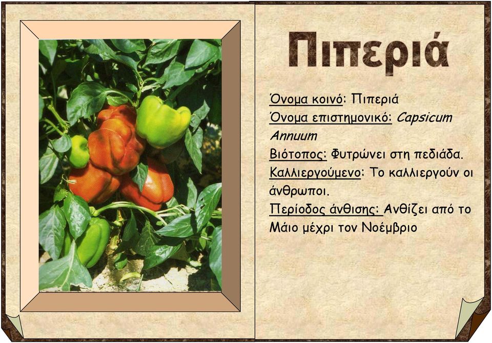 Καλλιεργούμενο: Το καλλιεργούν οι άνθρωποι.