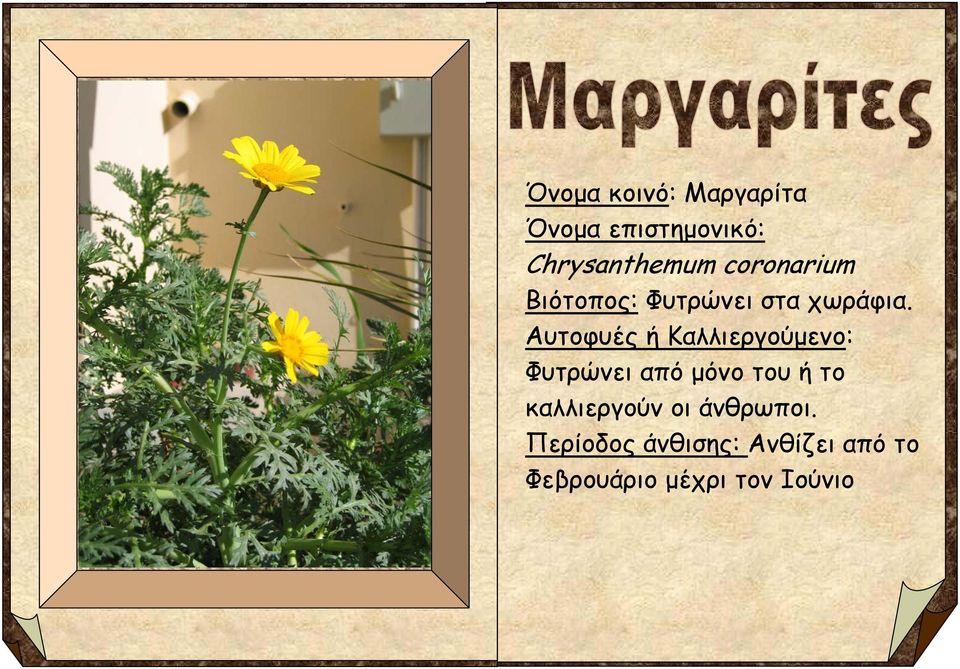 Αυτοφυές ή Καλλιεργούμενο: Φυτρώνει από μόνο του ή το