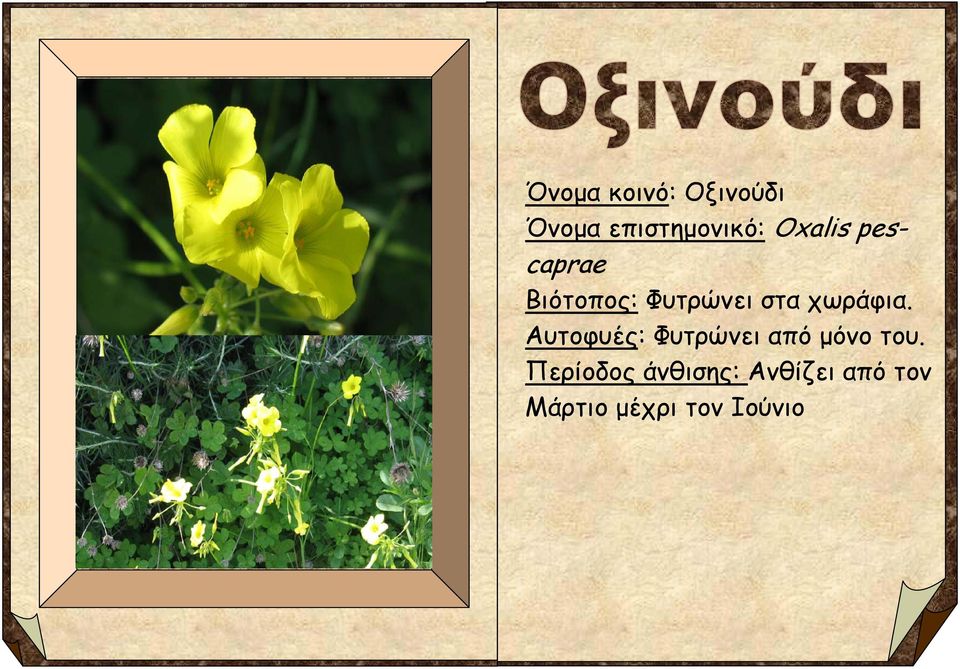 χωράφια. Αυτοφυές: Φυτρώνει από μόνο του.
