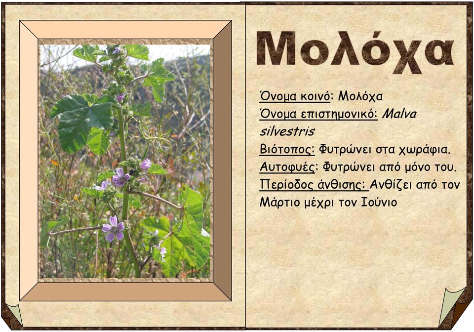 χωράφια. Αυτοφυές: Φυτρώνει από μόνο του.