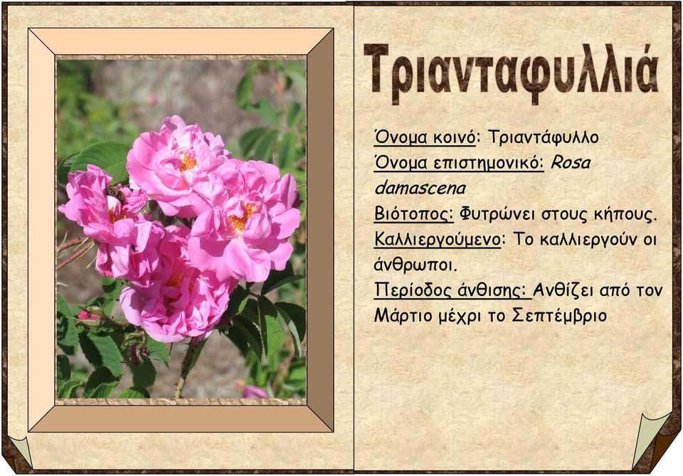 Καλλιεργούμενο: Το καλλιεργούν οι άνθρωποι.