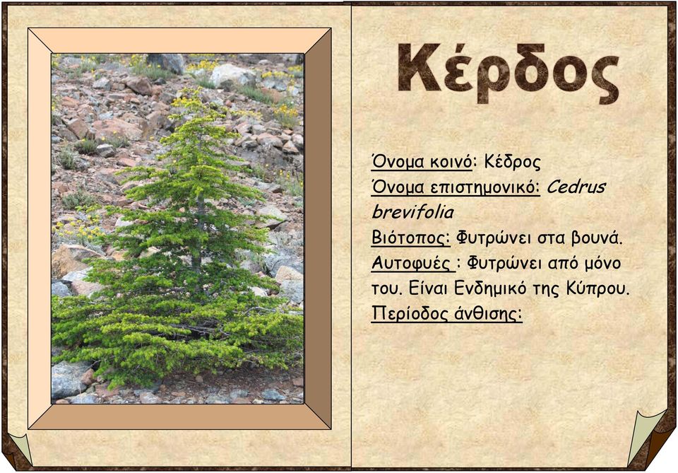 βουνά. Αυτοφυές : Φυτρώνει από μόνο του.