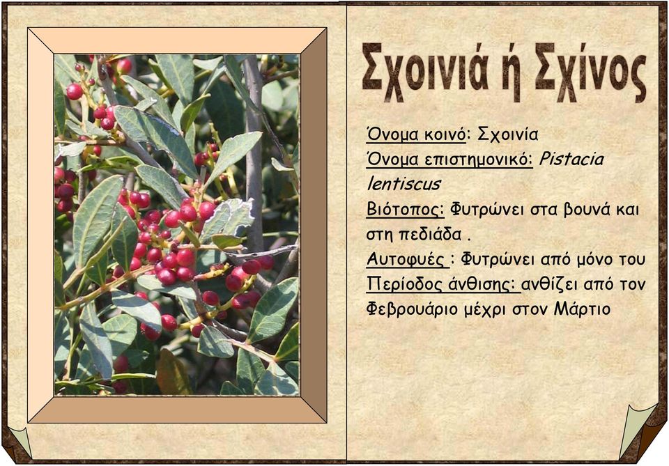 πεδιάδα.